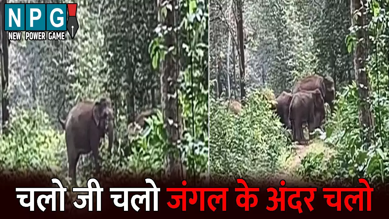 Raigarh News: “चलो जी चलो जंगल के अंदर चलो…” हाथी मित्र दल की आवाज सुनकर लौट गया झुंड, वीडियो सोशल मीडिया में वायरल