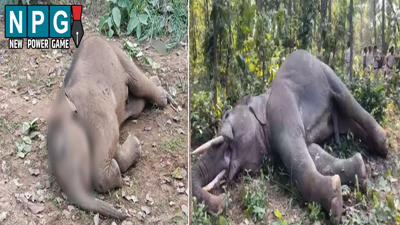 Raigarh News: अलग-अलग घटनाओं में दो हाथियों की मौत: एक ने करंट लगने से तोड़ा दम, दूसरे की तालाब में डूबने से गई जान