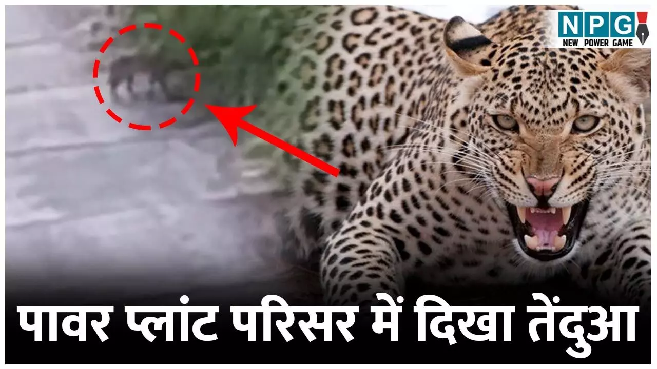 Janjgir News: पावर प्लांट परिसर में दिखा तेंदुआ, प्लांट के सुरक्षाकर्मी द्वारा बनाया गया वीडियो, वन विभाग ने जारी किया अलर्ट...