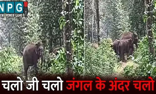 Raigarh News: “चलो जी चलो जंगल के अंदर चलो…” हाथी मित्र दल की आवाज सुनकर लौट गया झुंड, वीडियो सोशल मीडिया में वायरल