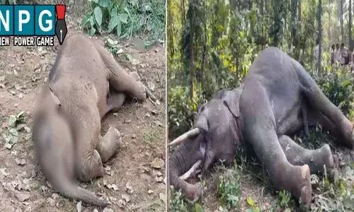 Raigarh News: अलग-अलग घटनाओं में दो हाथियों की मौत: एक ने करंट लगने से तोड़ा दम, दूसरे की तालाब में डूबने से गई जान