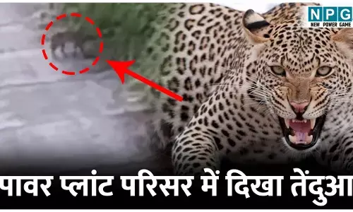 Janjgir News: पावर प्लांट परिसर में दिखा तेंदुआ, प्लांट के सुरक्षाकर्मी द्वारा बनाया गया वीडियो, वन विभाग ने जारी किया अलर्ट...