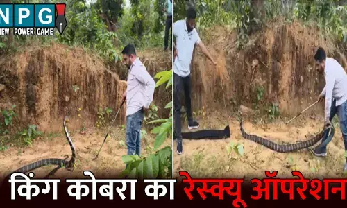 Korba King Cobra Video:13 फीट के किंग कोबरा का रेस्क्यू ऑपरेशन: फन फैलाकर मारा फुफकार, तो थर्रा उठे लोग