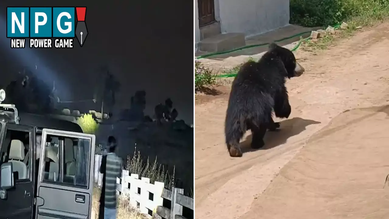 CG News: रिहायशी इलाके में पहुंच रहे जंगली जानवर: कहीं घुसा भालू, तो कहीं दिखा 10 हाथियों का झुंड, जमकर मचाया आतंक, देखें VIDEO