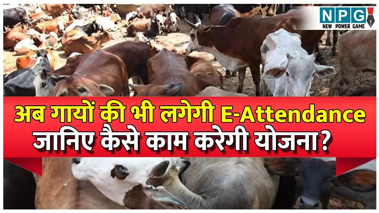 NPG Explainer: : अब गायों की भी लगेगी E-Attendance| जानिए कैसे काम करेगी सरकार की माइक्रो-चिप योजना?