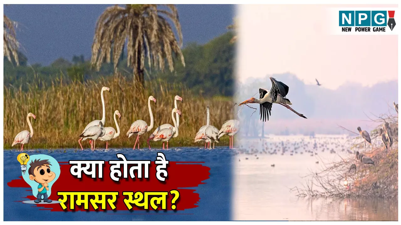 Ramsar Sthal kya hota hai: इन आर्द्रभूमियों में होता है अनोखे और विभिन्न जीवों का संरक्षण, जानिए रामसर स्थल के बारे पूरी जानकारी