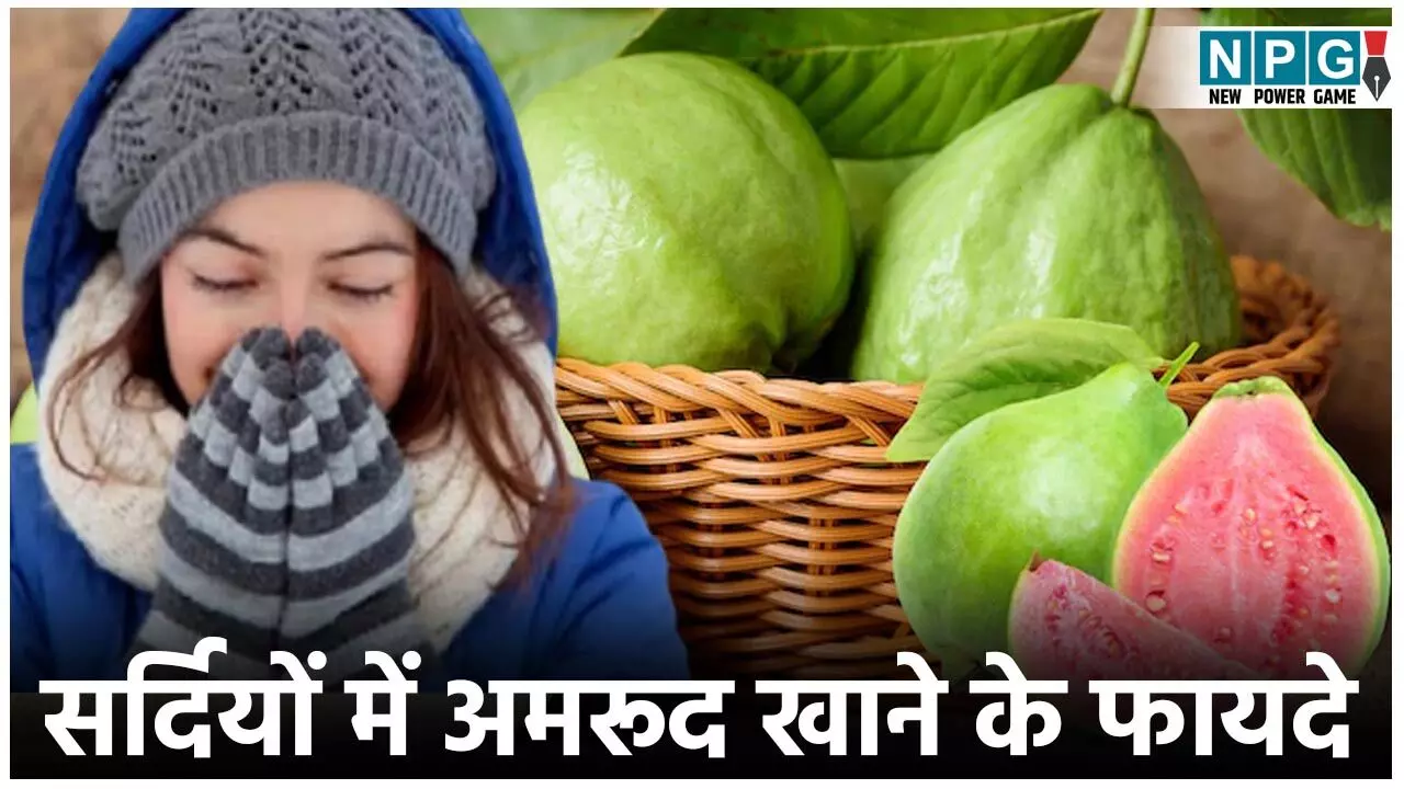 Guava Benefits In Winter: सर्दियों में एक अमरूद रोज खाने पर  मिलेंगे ये कमाल के फायदे...