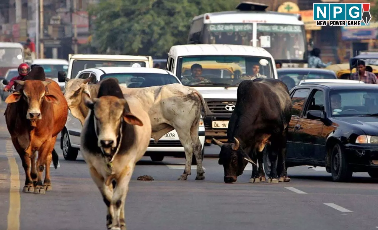 CG News: घुमंतू पशुओं के कारण होने वाले दुर्घटनाओं को रोकने विशेष अभियान चलाने के निर्देश...कलेक्टरों, निगम आयुक्तों और CMO को जारी किया परिपत्र...