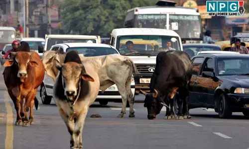 CG News: घुमंतू पशुओं के कारण होने वाले दुर्घटनाओं को रोकने विशेष अभियान चलाने के निर्देश...कलेक्टरों, निगम आयुक्तों और CMO को जारी किया परिपत्र...