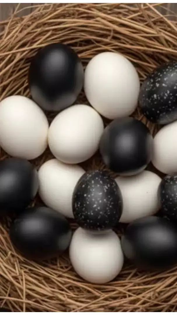 Black Eggs and White Eggs Ke Fayde: काला अंडा या फिर सफेद अंडा, कौन सा है प्रोटीन का असली किंग...