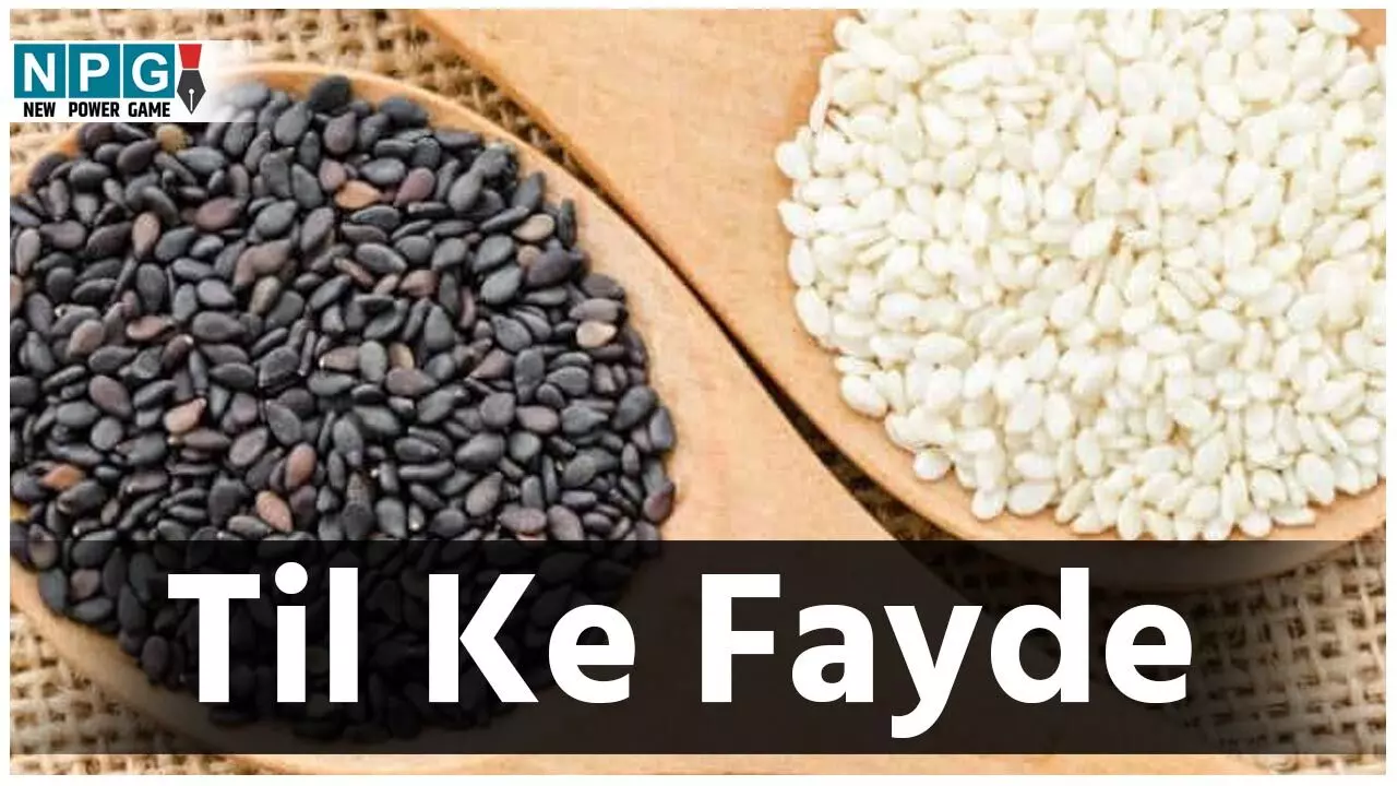 Til Ke Fayde: दूध से आठ गुना ज्यादा कैल्शियम और पांच गुना ज्यादा प्रोटीन है तिल में, सर्दियों में रोज़ एक से दो चम्मच ज़रूर खाएं...