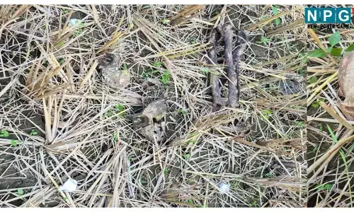 Surajpur Crime News: खेत में कटाई के दौरान मिला नर कंकाल, चार महीने से था लापता, आखिर कैसे हुई मौत? जांच में जुटी पुलिस