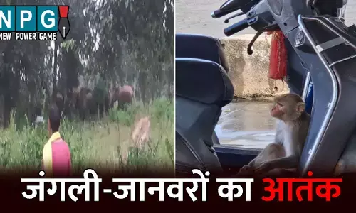 CG News: कहीं हाथियों ने रौंदी फसल, तो कहीं बंदर ने लोगों को काटकर किया घायल..इन जिलों में जंगली-जानवरों का आतंक, ग्रामीणों में दहशत का माहौल