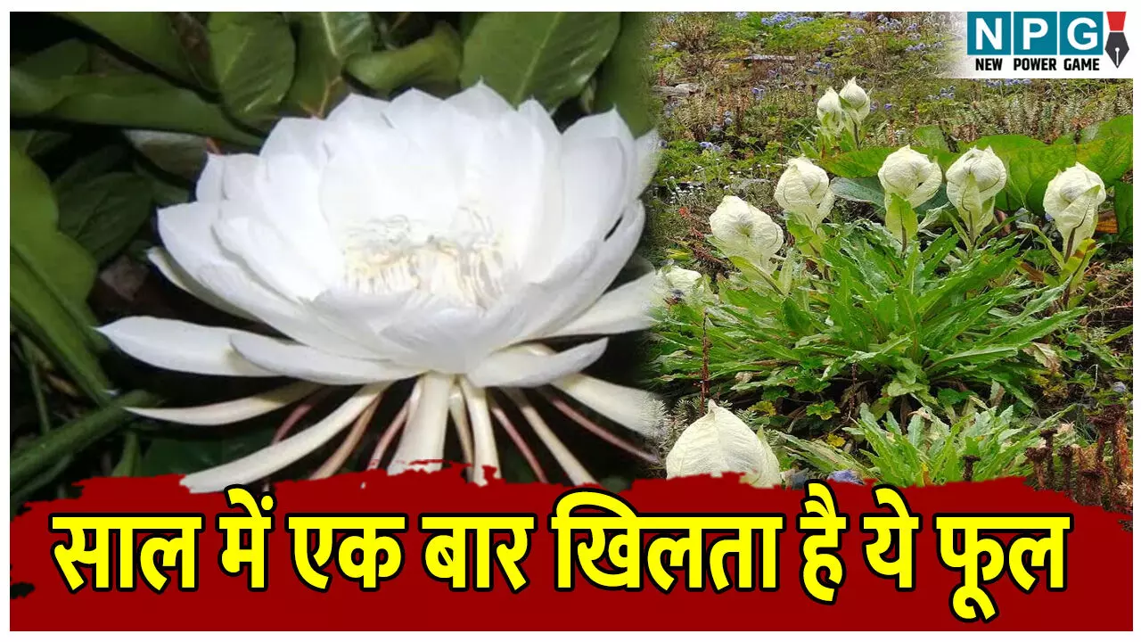 Brahma Kamal Phool: साल में एक बार खिलने वाला हिमालयी दुर्लभ फूल, अब छत्तीसगढ़ में भी खिला…जानिए ब्रह्म कमल की खास बातें