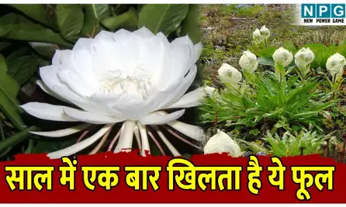 Brahma Kamal Phool: साल में एक बार खिलने वाला हिमालयी दुर्लभ फूल, अब छत्तीसगढ़ में भी खिला…जानिए ब्रह्म कमल की खास बातें