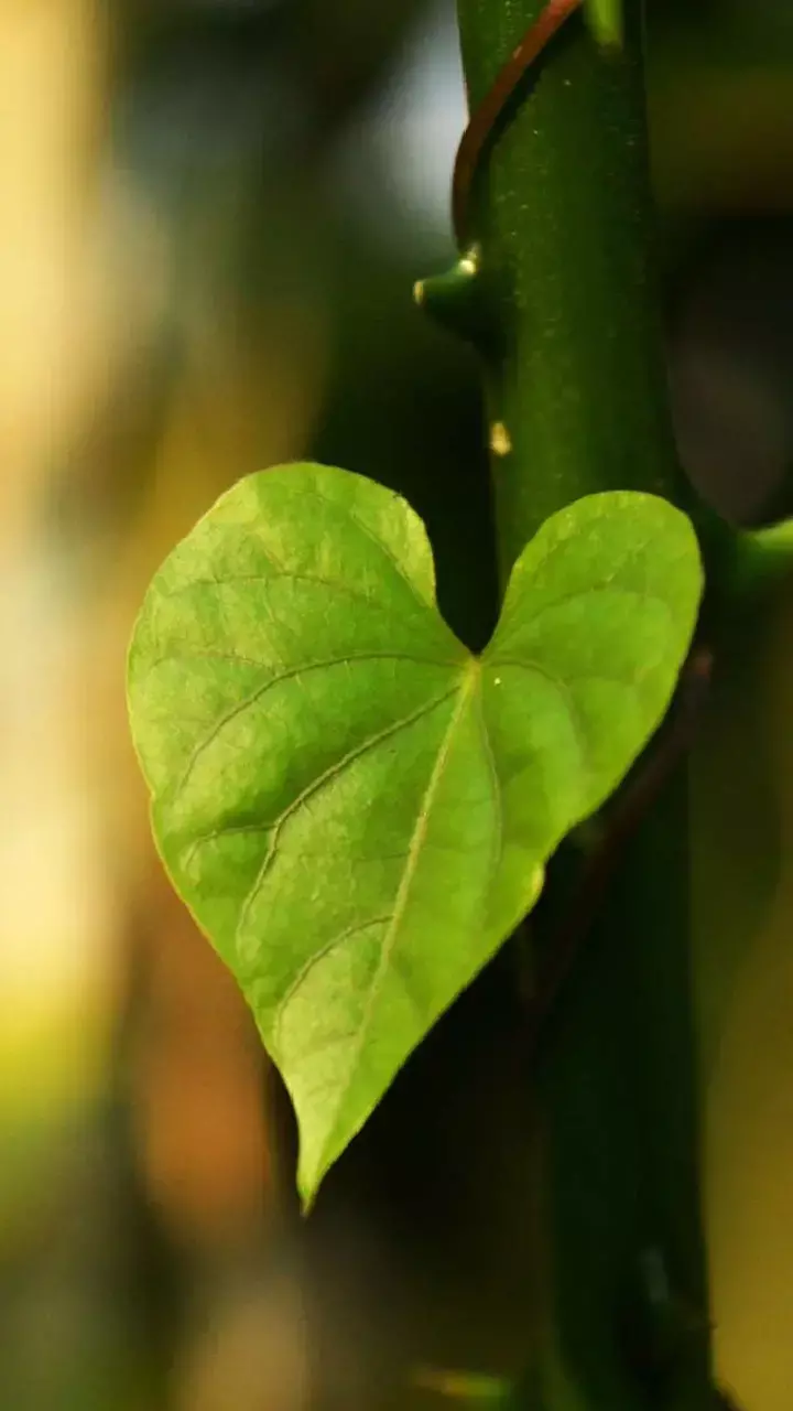 Giloy Pani Pine Ke Fayde: रोज़ाना पिएं गिलोय का जूस, चुटकियों  में मिलेगी इन समस्याओं से राहत! जानिए कैसे...