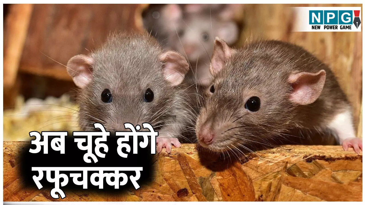 Ghar se Chuho Ko Kaise Bhagaye: चूहों से हो चुके हैं परेशान! अपनाएं ये 4 टिप्स, मिलेगा चूहों से छुटकारा