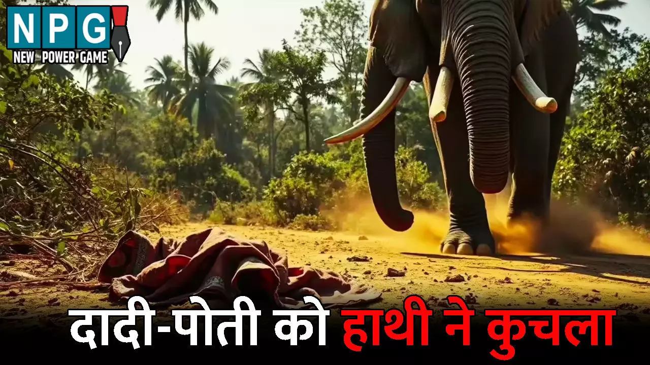 Jashpur News: जंगली हाथी का आतंक...दादी-पोती को कुचला, दल से बिछड़े गजराज ने ली जान