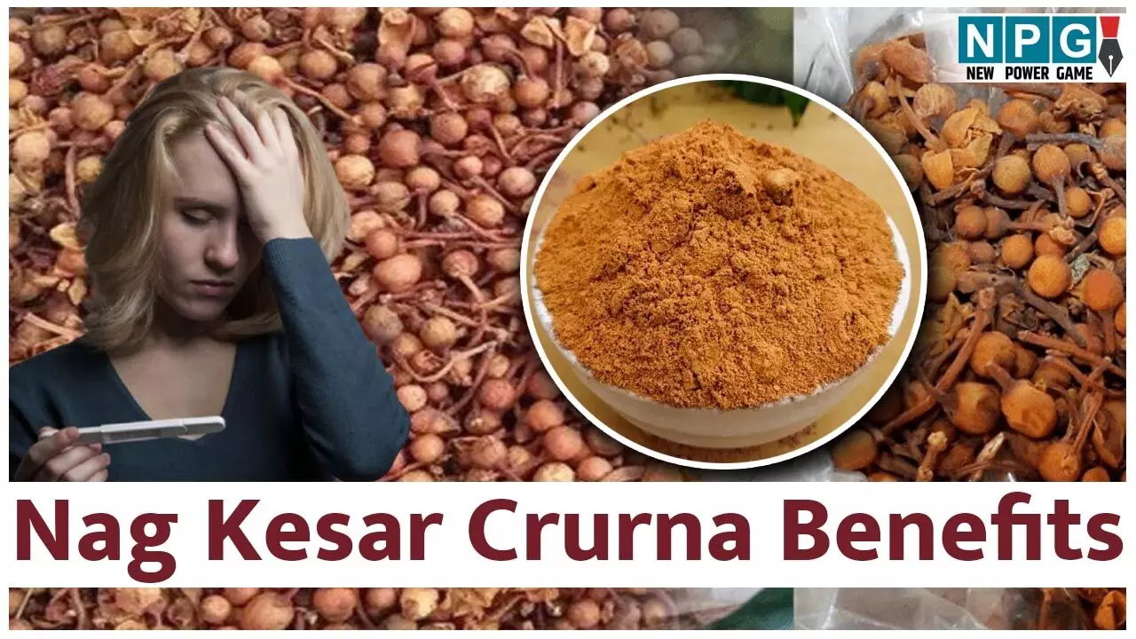 Nag Kesar Crurna Benefits: बार-बार हो रहा है मिसकैरेज? मदद कर सकता है नागकेसर चूर्ण, जाने फायदे...