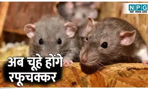 Ghar se Chuho Ko Kaise Bhagaye: चूहों से हो चुके हैं परेशान! अपनाएं ये 4 टिप्स, मिलेगा चूहों से छुटकारा