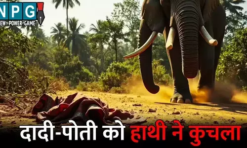 Jashpur News: जंगली हाथी का आतंक...दादी-पोती को कुचला, दल से बिछड़े गजराज ने ली जान
