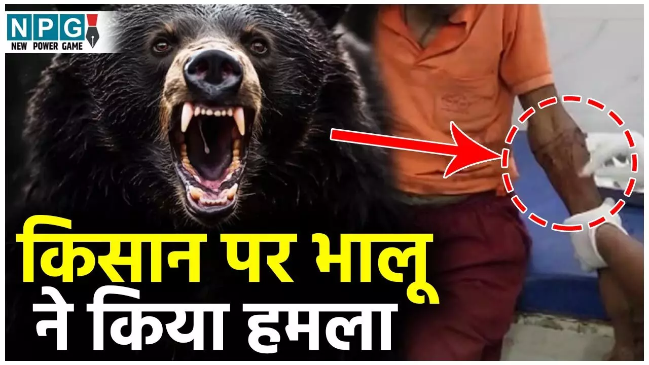GPM Bear Attack News: धान कटाई करने खेत गए किसान पर भालू ने किया हमला, किसान गंभीर रूप से घायल...