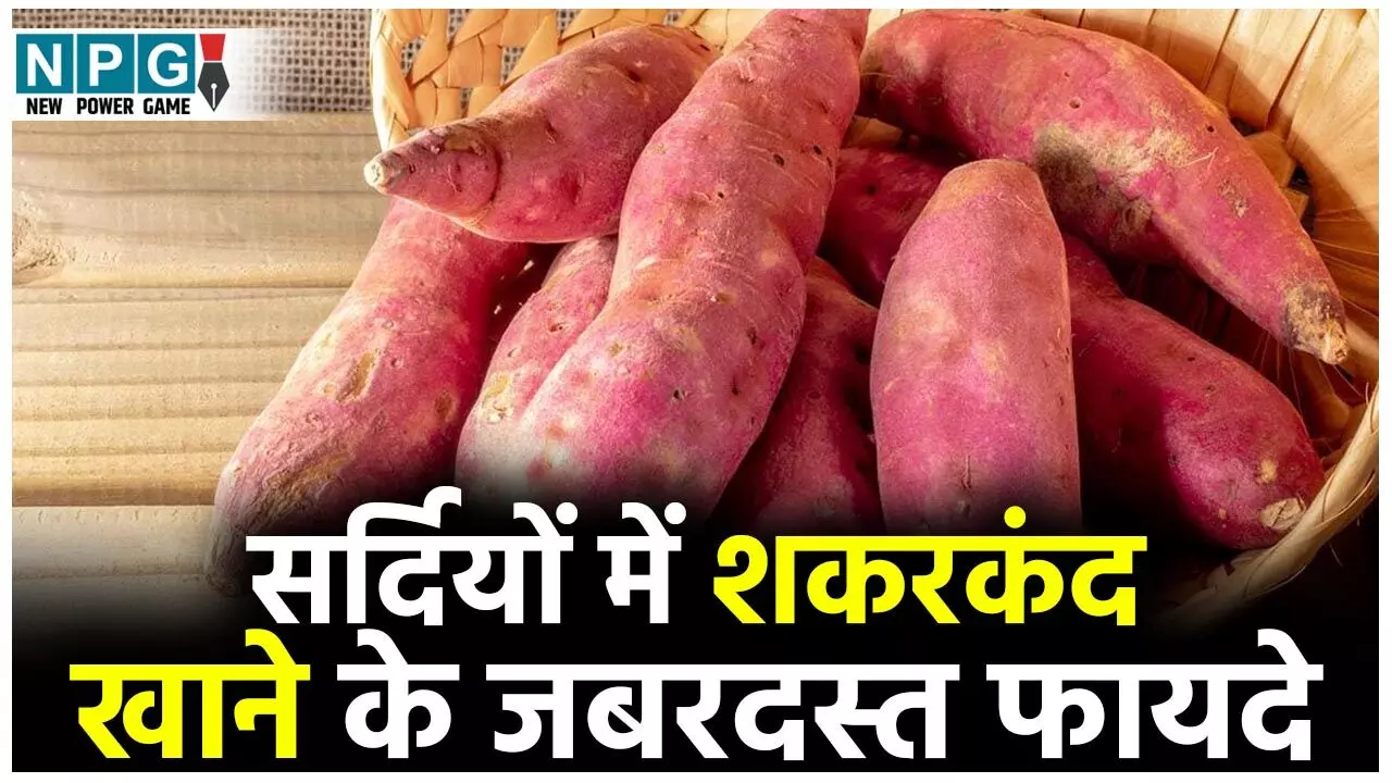 Sweet Potato Benefits: सर्दियों में रोज शकरकंद खाने से मिलेंगे ये जबरदस्त फायदे...