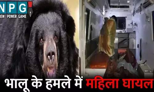 Gaurela Pendra Marwahi News: जंगली जानवरों का आतंक जारी: भालू के हमले में महिला घायल, वन विभाग ने लोगों से की ये अपील