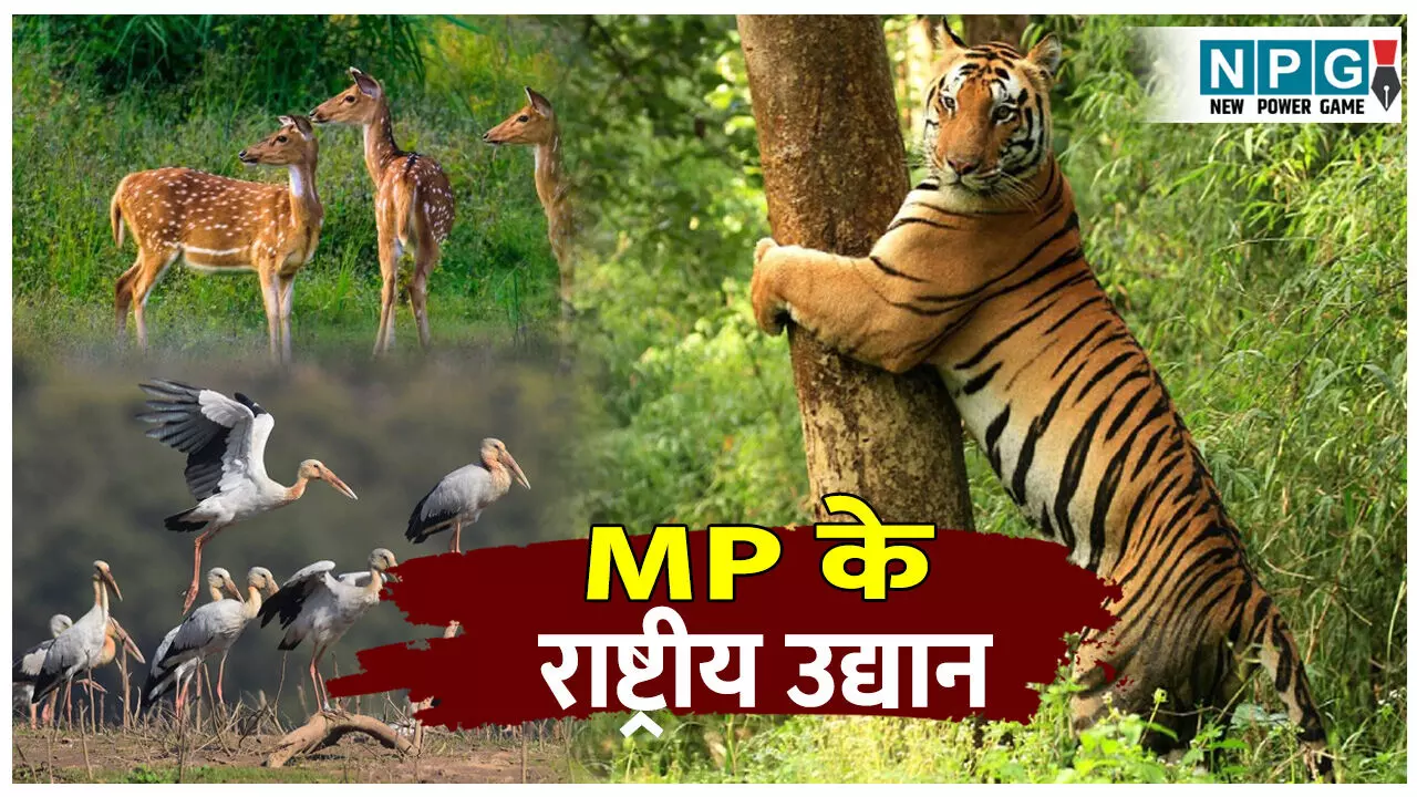 Madhya Pradesh ke top 5 rashtriya udyan: एक ऐसा राष्ट्रीय उद्यान जहां मिलते है हीरे! प्राकृतिक सुंदरता से भरपूर, जानिए मध्य प्रदेश के प्रमुख पांच राष्ट्रीय उद्यान के बारे में