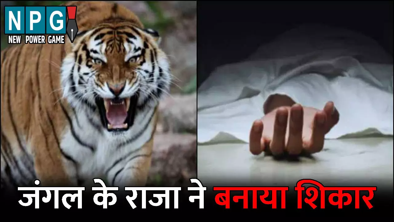 Kawardha News: जंगल के राजा ने बुजुर्ग को बनाया शिकार: गाय चराने गए थे दादा-पोते, तभी घसीटकर ले गया बाघ, जंगल में मिली आधी लाश