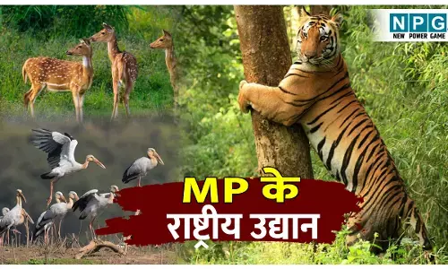 Madhya Pradesh ke top 5 rashtriya udyan: एक ऐसा राष्ट्रीय उद्यान जहां मिलते है हीरे! प्राकृतिक सुंदरता से भरपूर, जानिए मध्य प्रदेश के प्रमुख पांच राष्ट्रीय उद्यान के बारे में