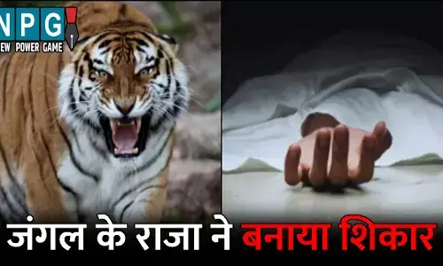 Kawardha News: जंगल के राजा ने बुजुर्ग को बनाया शिकार: गाय चराने गए थे दादा-पोते, तभी घसीटकर ले गया बाघ, जंगल में मिली आधी लाश