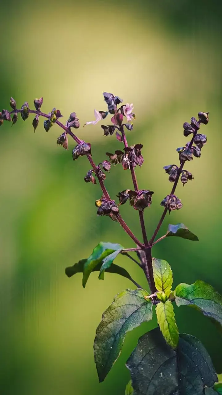 Tulsi Ka Sukhna Kya Sanket Hai: तुलसी के पौधे का सूख जाना किस बात का संकेत होता है?