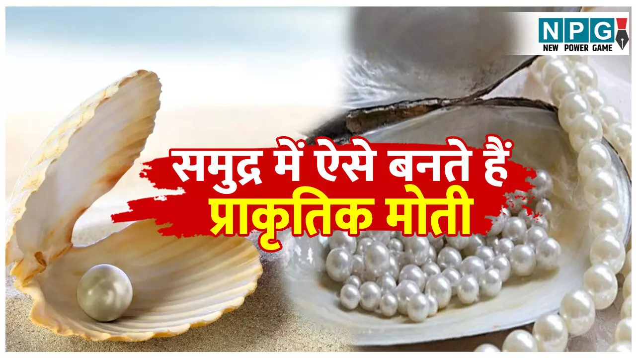 Samudri moti kaise banta hai: समुद्र में सीपियों से कैसे होता है प्राकृतिक मोती का निर्माण? जानिए पूरा प्रोसेस