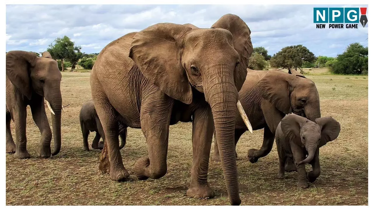 Korea Elephant Attack: 11 हाथियों के झुंड ने मचाई तबाही, बुजुर्ग को कुचल - कुचलकर मार डाला,  झोपड़ी को किया तहस नहस