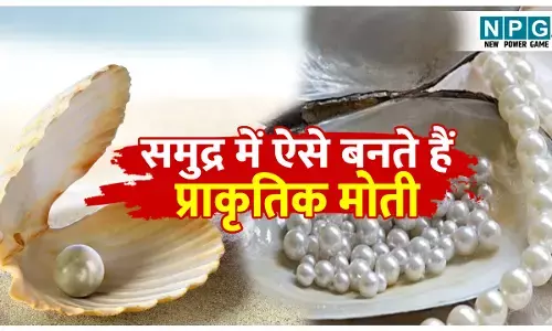 Samudri moti kaise banta hai: समुद्र में सीपियों से कैसे होता है प्राकृतिक मोती का निर्माण? जानिए पूरा प्रोसेस