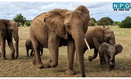 Korea Elephant Attack: 11 हाथियों के झुंड ने मचाई तबाही, बुजुर्ग को कुचल - कुचलकर मार डाला,  झोपड़ी को किया तहस नहस