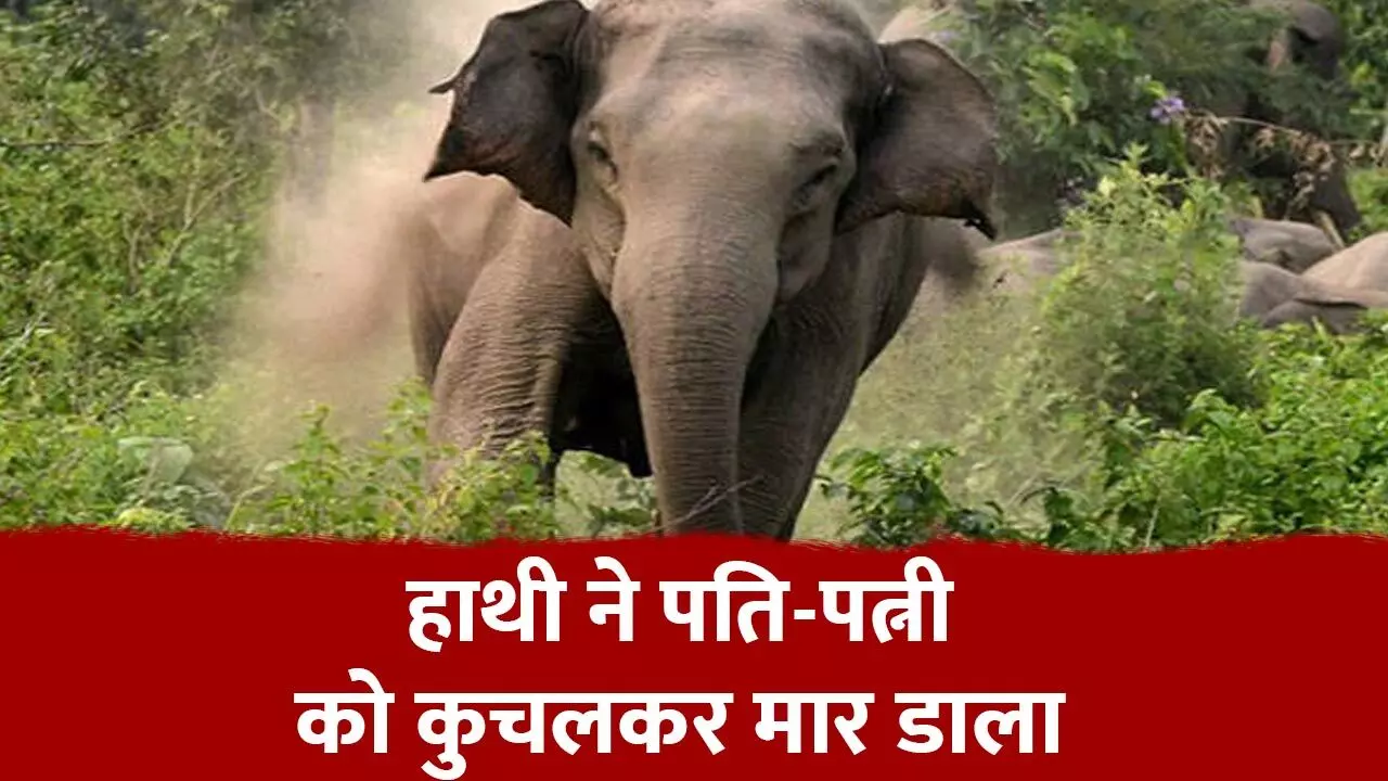 Surajpur Elephant Attack Surajpur Elephant Attack