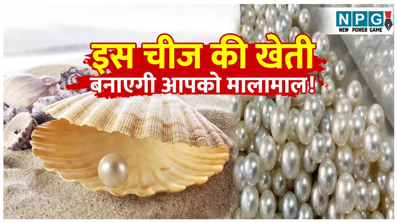 Moti ki kheti kaise ki jati hai: इस चीज की खेती बनाएगी आपको मालामाल! जानिए कैसे की जाती है मोती की खेती? पढ़िए स्टेप बाय स्टेप पूरा प्रोसेस