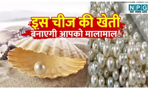 Moti ki kheti kaise ki jati hai: इस चीज की खेती बनाएगी आपको मालामाल! जानिए कैसे की जाती है मोती की खेती? पढ़िए स्टेप बाय स्टेप पूरा प्रोसेस