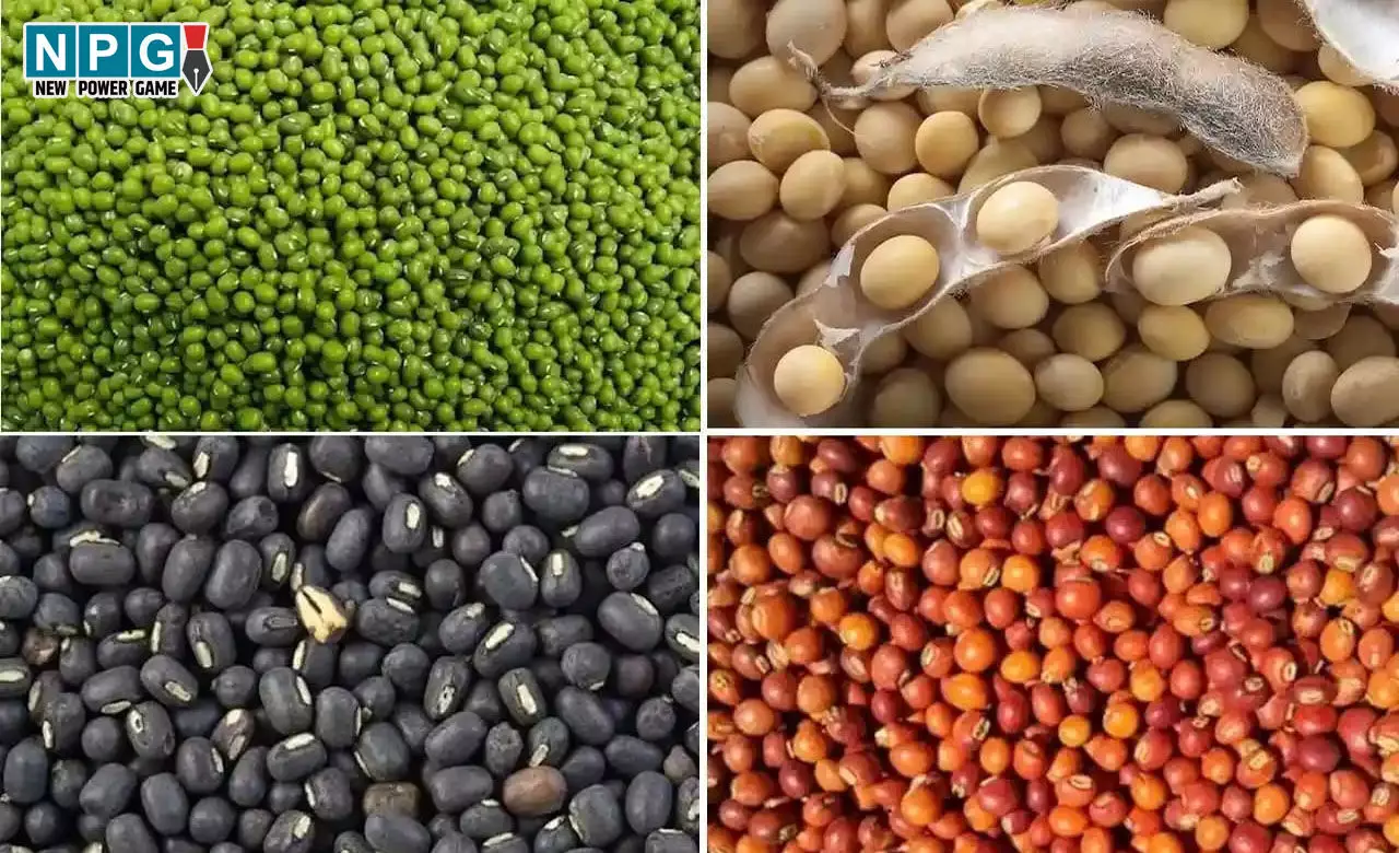 Kisan News: किसानों के लिए अच्छी खबर, पीएम आशा योजना से दलहन-तिलहन की होगी समर्थन मूल्य पर खरीदी...