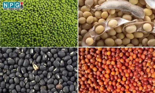 Kisan News: किसानों के लिए अच्छी खबर, पीएम आशा योजना से दलहन-तिलहन की होगी समर्थन मूल्य पर खरीदी...