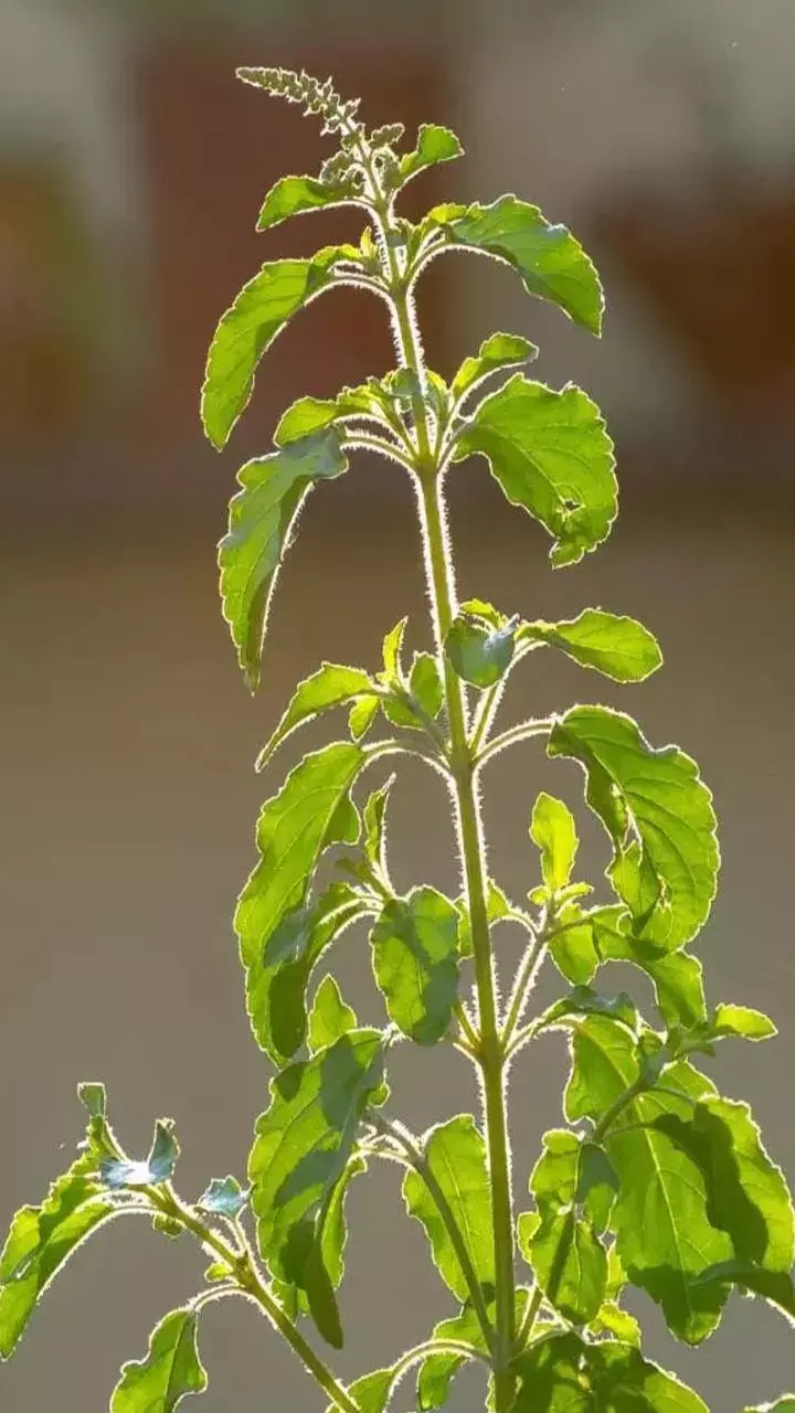 Tulsi Ki Jad Bandhne Se Kya Hota Hai: तुलसी की जड़ को घर के दरवाजे पर बांधने से क्या होता है?