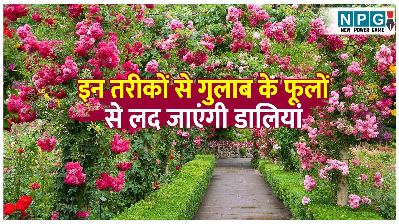Gulab ke ped me konsa khad dalen: घर में लगे गुलाब के पौधे में नहीं आ रहे फूल, इन 4 तरीकों के उपयोग के बाद फूलों से लद जाएंगी डालियां