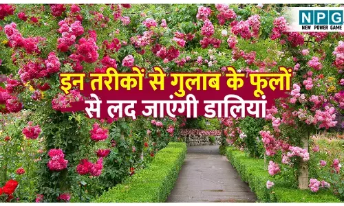 Gulab ke ped me konsa khad dalen: घर में लगे गुलाब के पौधे में नहीं आ रहे फूल, इन 4 तरीकों के उपयोग के बाद फूलों से लद जाएंगी डालियां