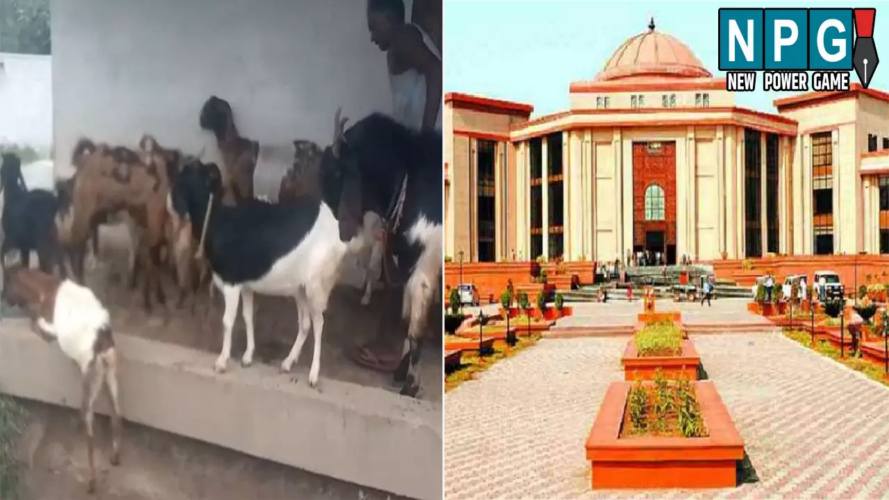 Bilaspur High Court: कबीरधाम के दो थानों में FIR: 65 बकरियों के चोरी के आरोपी को हाई कोर्ट से नहीं मिली अग्रिम जमानत, बिलासपुर के आरोपी ने की बकरियों की चोरी Bilaspur High Court: कबीरधाम के दो थानों में FIR: 65 बकरियों के चोरी के आरोपी को हाई कोर्ट से नहीं मिली अग्रिम जमानत, बिलासपुर के आरोपी ने की बकरियों की चोरी