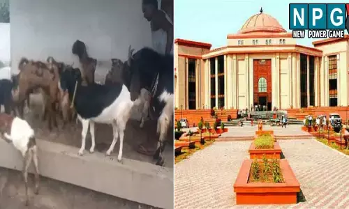 Bilaspur High Court: कबीरधाम के दो थानों में FIR: 65 बकरियों के चोरी के आरोपी को हाई कोर्ट से नहीं मिली अग्रिम जमानत, बिलासपुर के आरोपी ने की बकरियों की चोरी