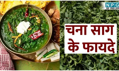 Chana Sag Ke Fayde: सर्दियों में बहुत फायदेमंद है चने का साग, कब्ज़ दूर करें, इम्यूनिटी बढ़ाए और चेहरे को भी दे रौनक, पढ़िए चना साग के फायदे...