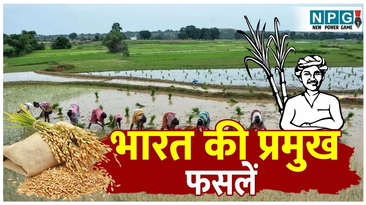 Bharat ki Pramukh fasle: भारत में उगाई जाने वाली 7 मुख्य फसलें और उनके वैज्ञानिक नाम; जानिए कौनसी फसल किस राज्य की है प्रमुख? Bharat ki Pramukh fasle: भारत में उगाई जाने वाली 7 मुख्य फसलें और उनके वैज्ञानिक नाम; जानिए कौनसी फसल किस राज्य की है प्रमुख?