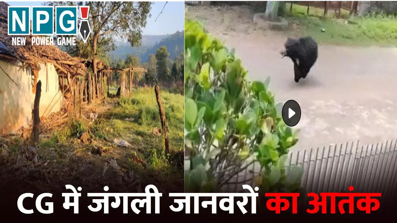 CG News: CG में जंगली जानवरों का आतंक: मॉर्निंग वॉक पर निकले बुजुर्ग पर भालू का हमला, तो वहीं हाथी ने घरों को किया तहस-नहस